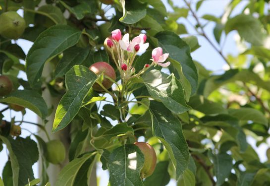 apple blossom