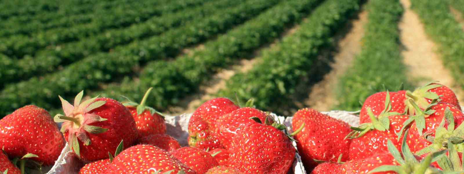Erdbeeren