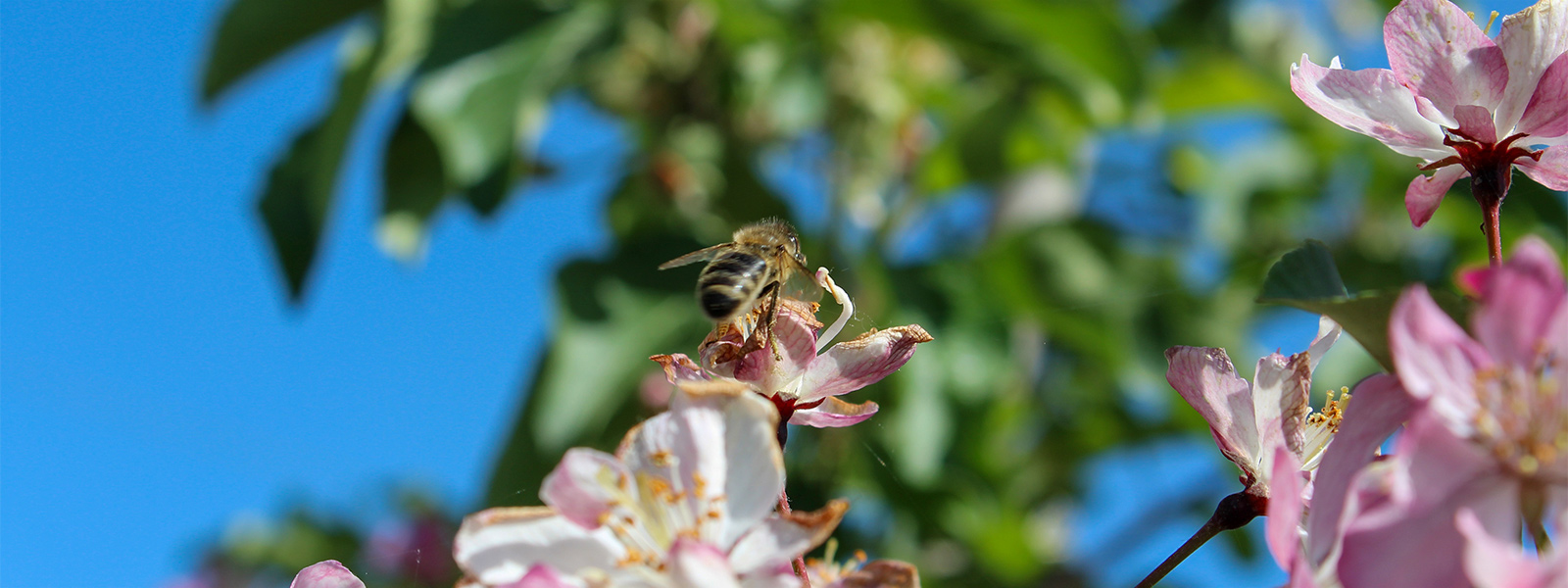 Erdbeeren