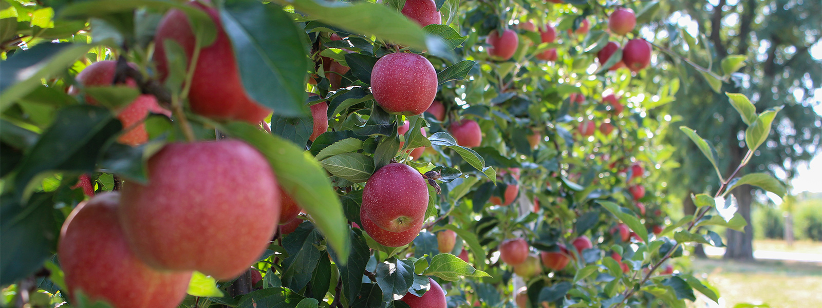 Erdbeeren